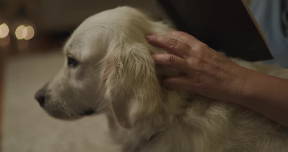 Person reading book pets dog while sitting on rug