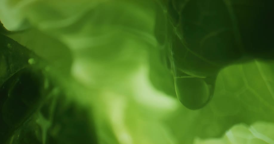 Close up of the sunlight shining on leaves