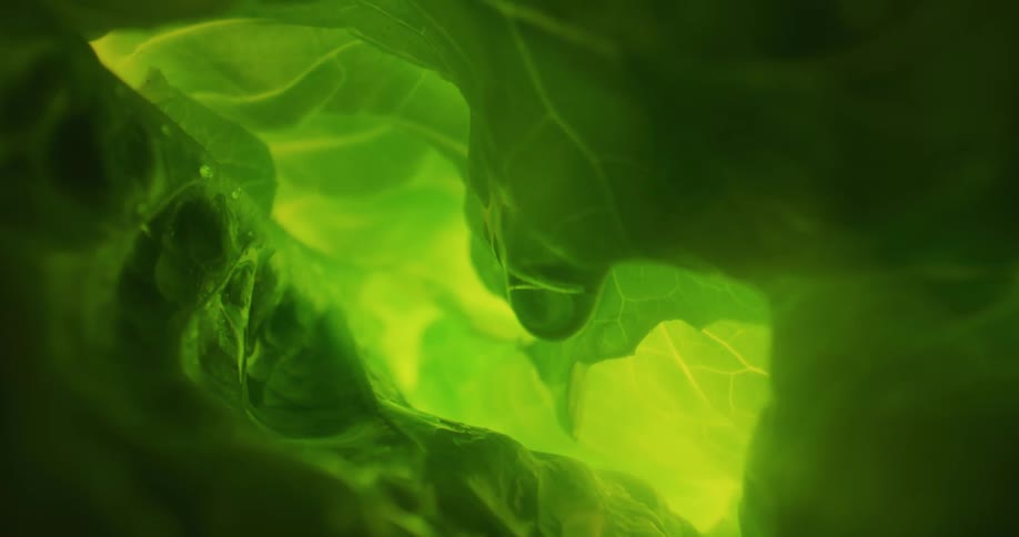 Black green and gray colors that look like lettuce