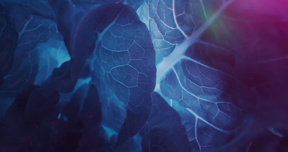 Blue white and purple colors that look like leaves