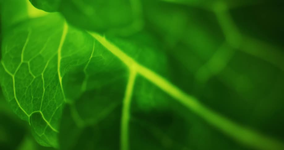 Close up of green leaf and veins on leaf