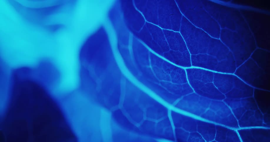 The blue light is shining through the leaf
