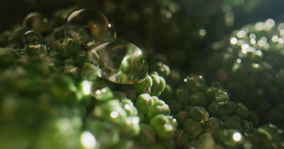Light sparkles and shimmers on green and reflects off water