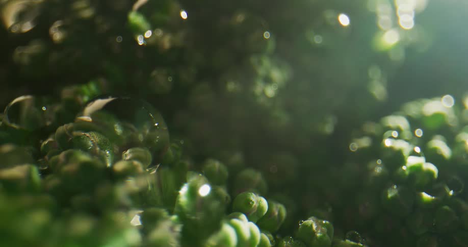A close up of peas