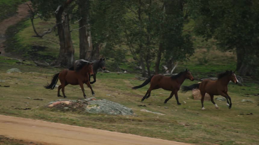 Horses running together in the grass