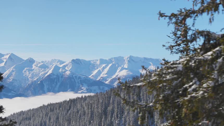 Forest filled with snow covered pine trees and snow covered mountains in the distance