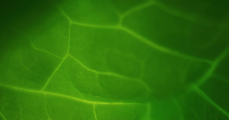 Green leaf with lighter colored veins
