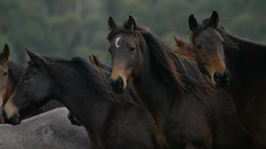 Horses standing around outside