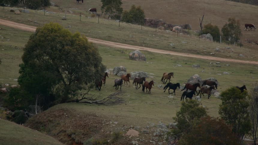 Black and white horses run down a slight slope in a field