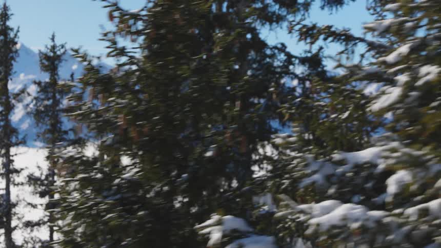 Snow covered pine trees with snow covered mountains in the distance on a clear day
