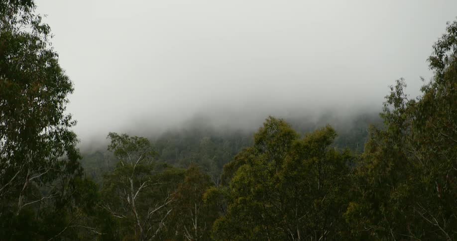 A forest with trees and mist with the sky and clouds in the background