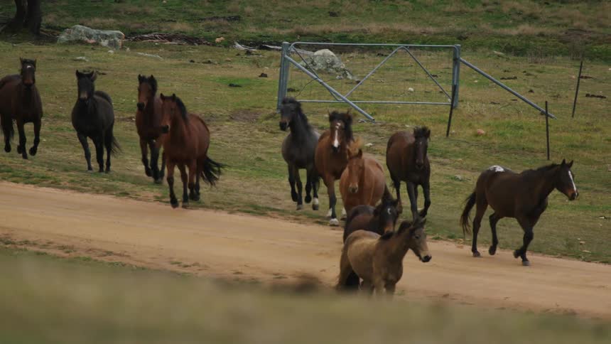 Horses running across a dirt road with trees and grass in the background