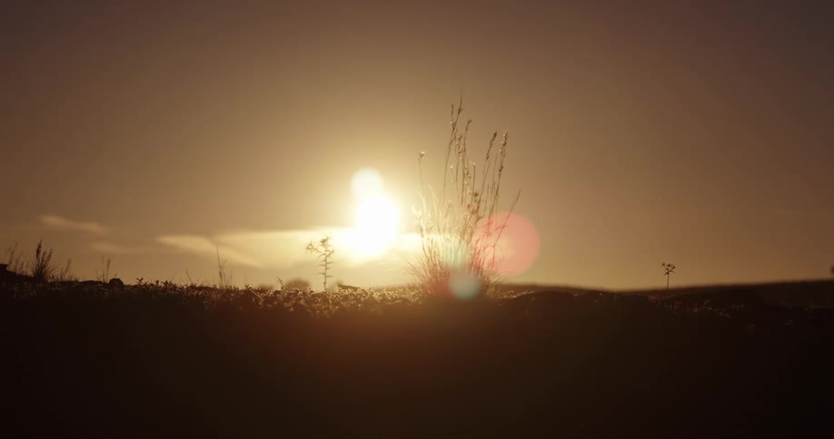 Bright sun on the horizon in an orange sky and plants in the foreground moving in the breeze