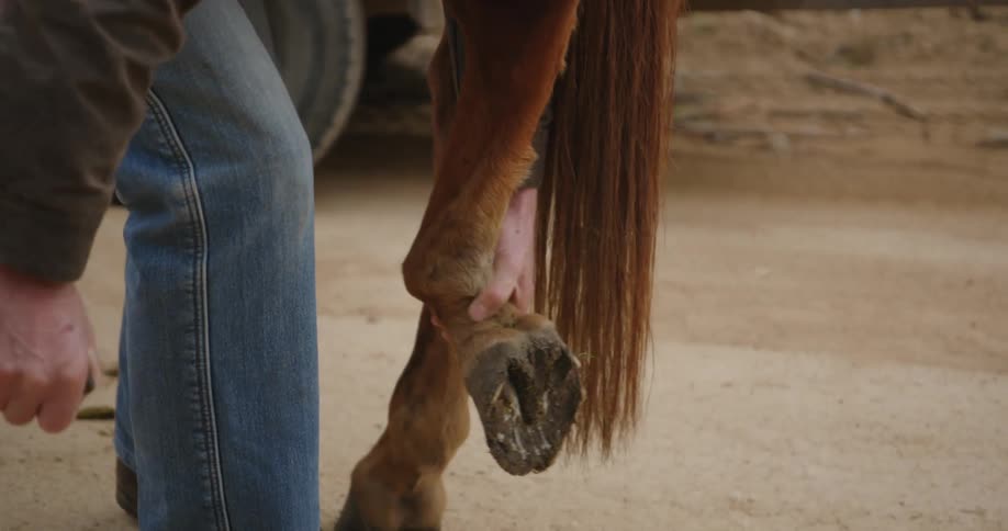 A person taking a horseshoe off of a horse