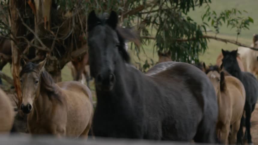 Horses walking in a pasture