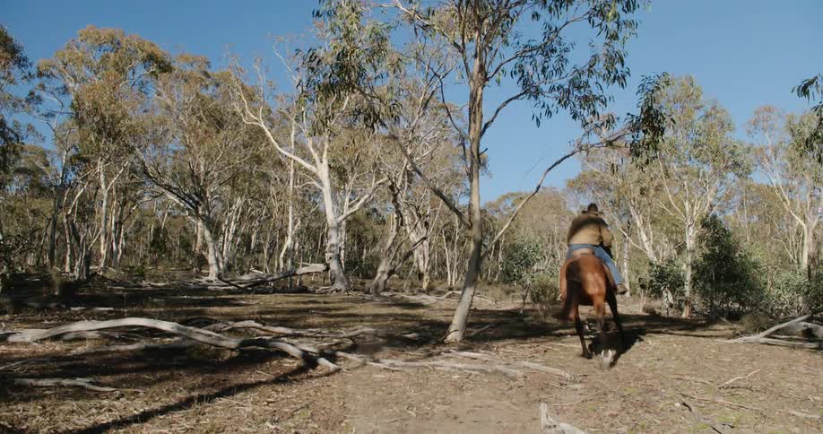 A man rides a horse quickly through a woodland on a sunny day