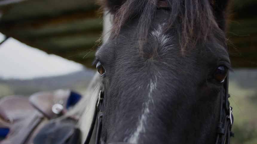 A close up of a horses face