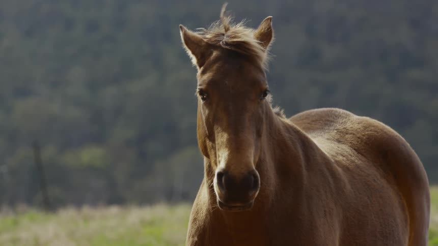 A horse standing in a field with grass and trees in the background