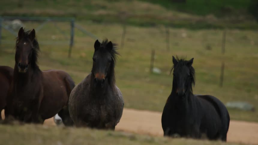 A team of horses galloping over the green fields on a ranch