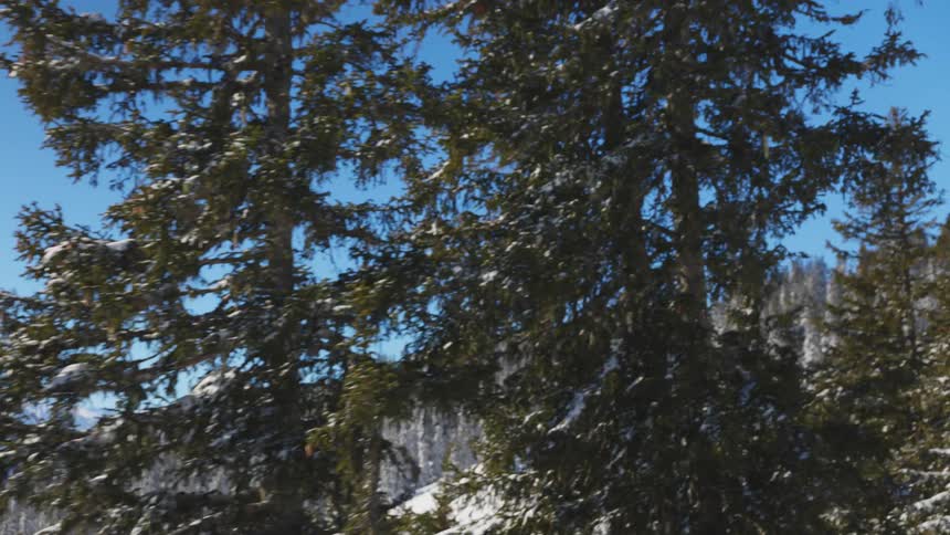Pine trees in a forest some covered in snow and a snow covered mountain in the distance on a clear day