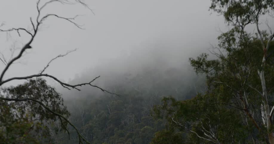Smoke haze moving over a dense forest