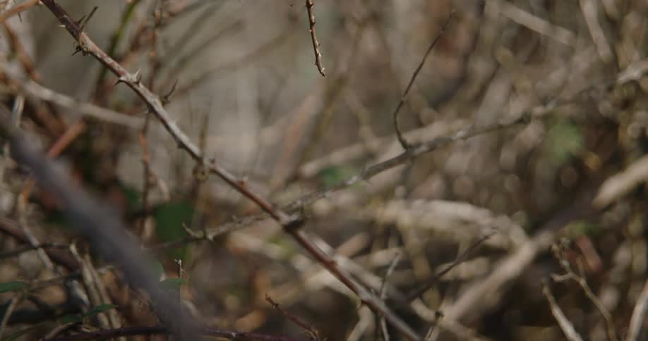 Branches and twigs with thorns