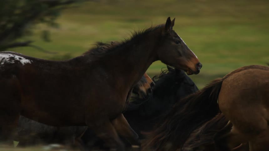 Horses running with grass rocks and trees in the background