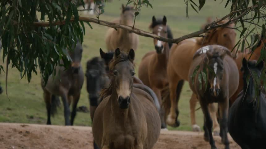 Horses running together at the grass field while a car is approaching