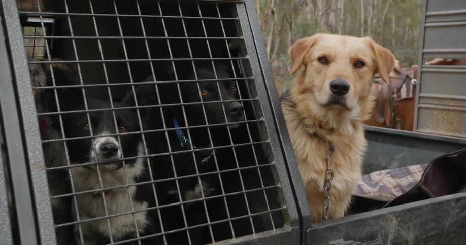 Three dogs in the back seat of a truck and one in the truck bed look around