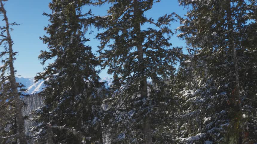 Forest area filled with snow covered pine trees and a mountain range in the distance