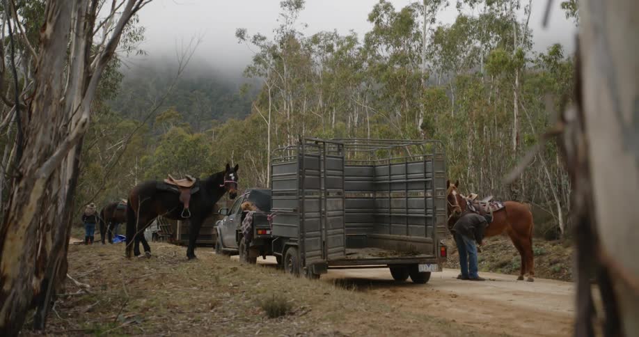 Horses on a rural road being being tended before loading in horse trucks