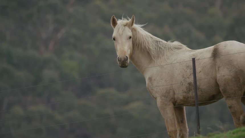 A horse standing with a fence in the foreground and with trees in the background