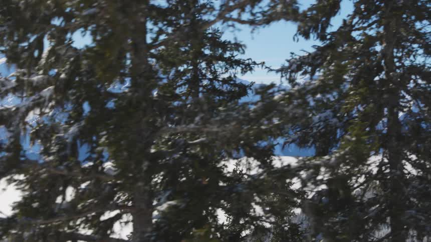 View of snow covered mountains through pine trees with a forest of trees below