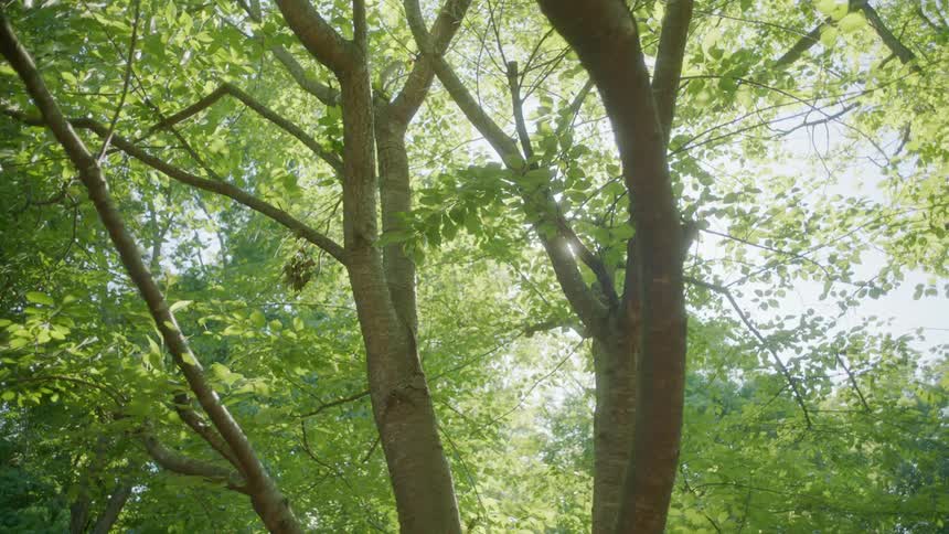 A view through a tree in the middle of a day