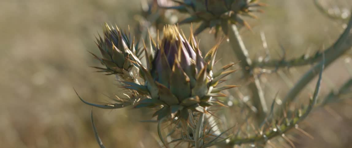 A plant filled with spikes grows in a field