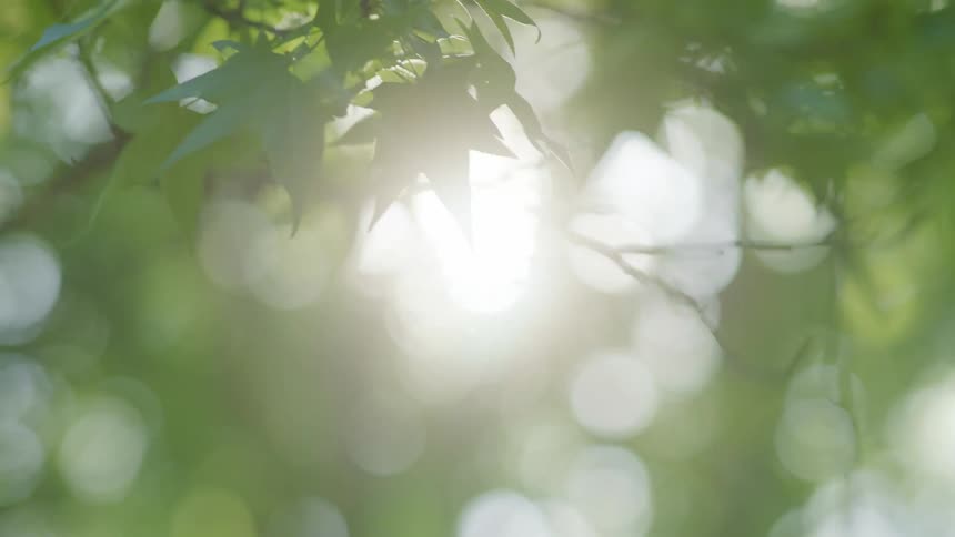 A view of sun through tree leaves