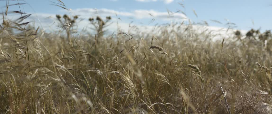 Tall grass and plants moving in the breeze on a cloudy day