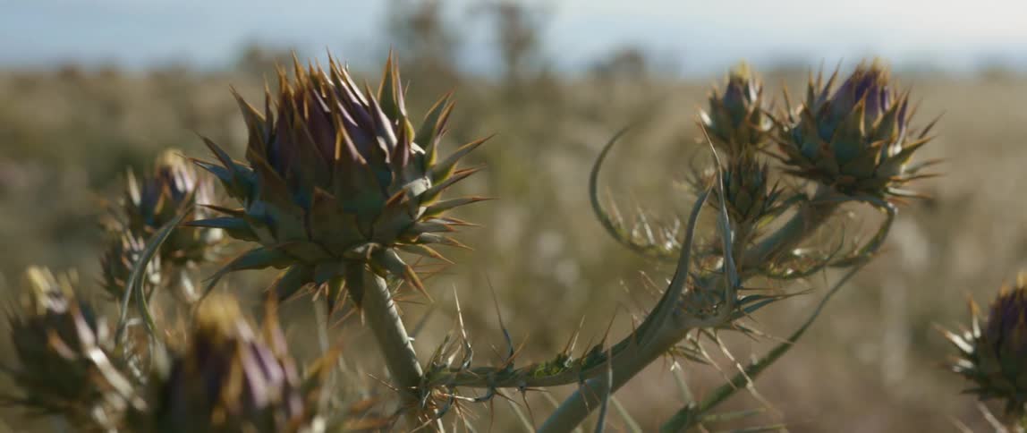 Plants with thorns wave in breeze in field under cloudy sky