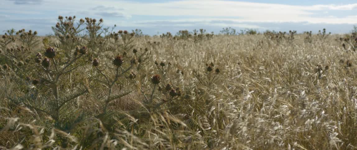 Tall grass and plants sway in the breeze under a cloudy sky