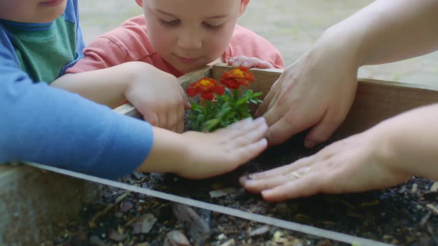 Two young boys pat dirt around flowers that their mother just planted