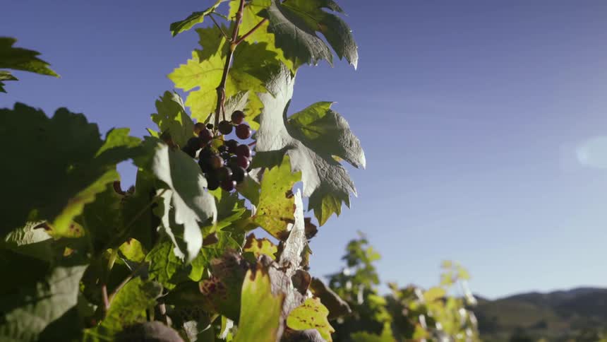 The sun shines down on grapevines