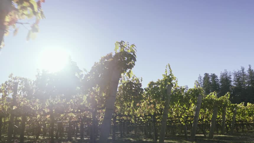 Moving past a vineyard on a sunny day