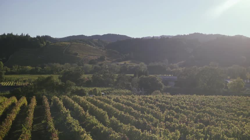 The sun shines over a vineyard