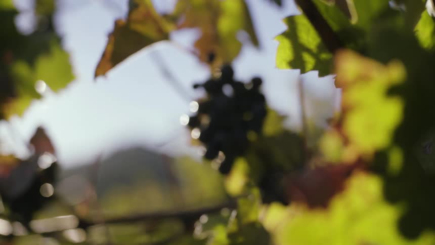The sun shines on grape vines