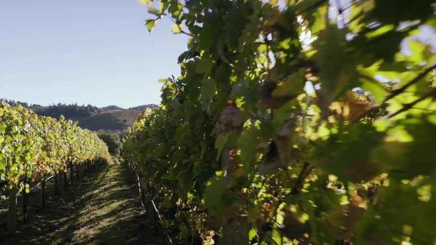 Moving past a vineyard on a sunny day