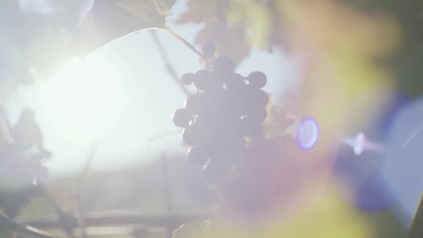 Sunlight glaring through grape vines