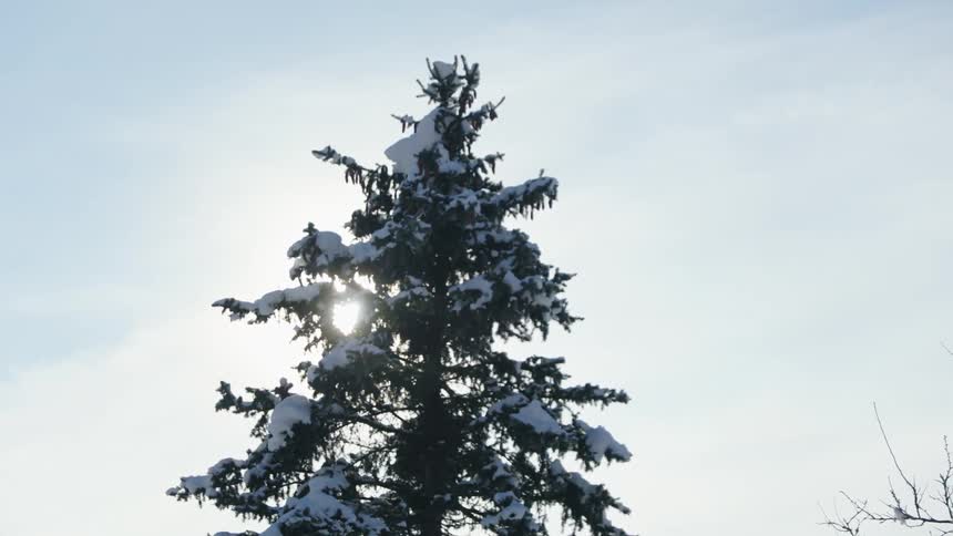 Snow covers tress in a forest as the sun shines down