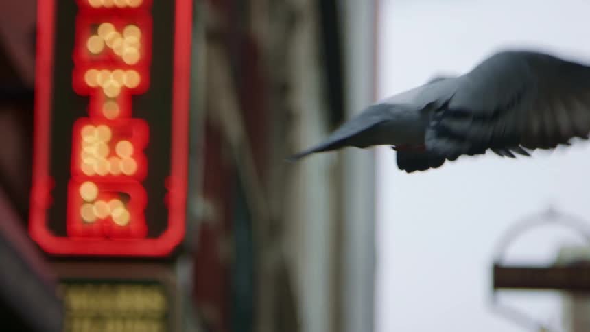 A pigeon flying outside near city buildings