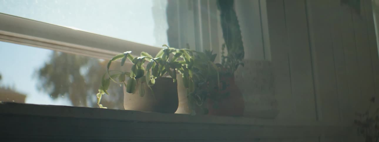 A view of plants sitting on a windowsill