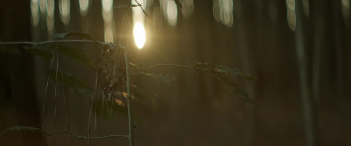 Reed type plant with a bright sun shining through the trees in the distance